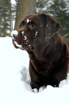 a brown dog sitting in the snow with it's nose covered by some snow