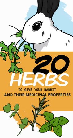 the book cover for 20 herbs to give your rabbit and their medical properties