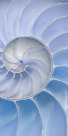 the inside of an abstract blue and white flower with spirals on it's petals