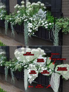 the different types of flowers are shown in this photo, and labeled with their names