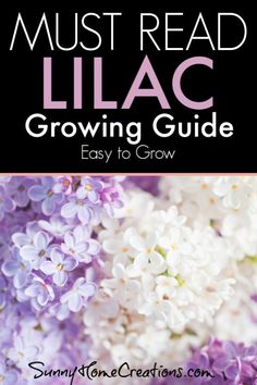 lilacs with text overlay that reads must read lilac growing guide easy to grow