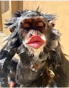 a close up of a monkey with its mouth open and hair blown back in the wind