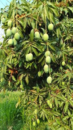 mango tree with green fruit hanging from it's branches in an open grassy area