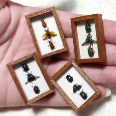 four different sized bugs in wooden frames on a person's hand with white wallpaper