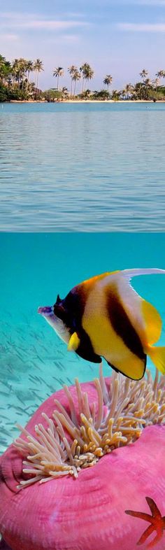 an orange and black fish swimming on top of some corals in the ocean water