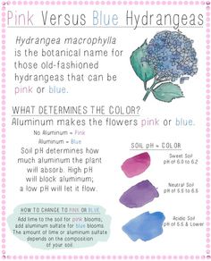 the color pink versus blue hydrangeas is an excellent way to use it in your home