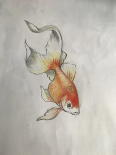 a pencil drawing of a goldfish on paper