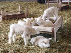 four lambs in a pen with hay on the ground