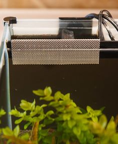 a fish tank filled with water and plants