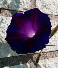 a purple flower sitting on top of a white brick wall