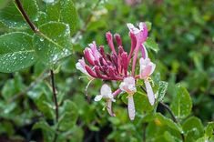 pink flowers with green leaves and water droplets on the petals in the foreground are raindrops