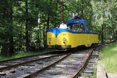 a yellow and blue train traveling through a forest filled with lots of green trees on top of tracks