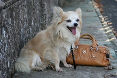 a white dog sitting next to a brown purse