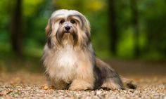 a dog that is sitting down in the dirt with trees in the backgroud