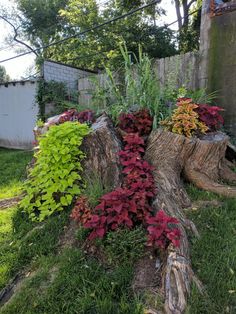 some very pretty plants growing on the side of a tree stump in a garden area