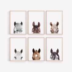 four framed pictures of horses in different colors and sizes, each with an animal's head