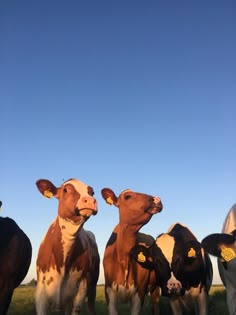 three brown and white cows standing next to each other in a field with blue sky