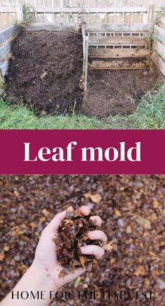 someone is holding some leaves in their hand and the words leaf mold above it are two pictures