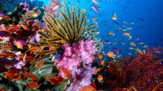 colorful corals and fish in the blue water