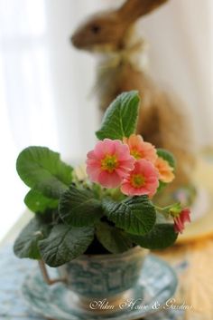 a small potted plant with pink flowers in front of a rabbit on a table