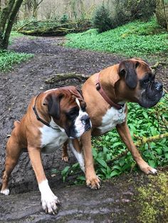 two brown and white dogs standing next to each other on a dirt path in the woods