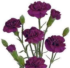 purple flowers in a vase on a white background