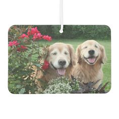 two golden retriever dogs standing next to each other in front of flowers and bushes