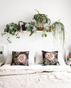 some plants are hanging on the wall above a bed