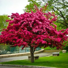 a pink tree in the middle of a park