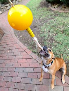 a small brown and white dog holding onto a large yellow ball on a brick walkway