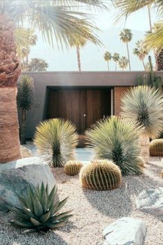 some cactus plants and rocks in front of a house with palm trees on the side