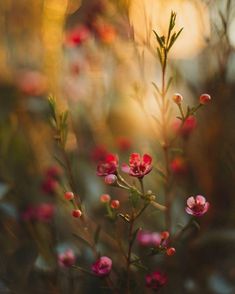 some pink flowers are growing in the grass