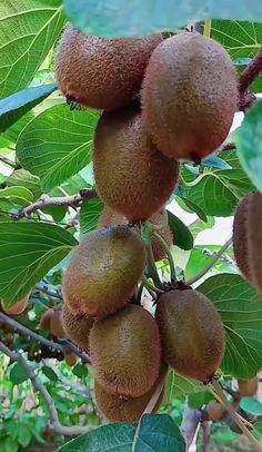 several kiwi fruit hanging from a tree branch