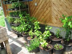 many potted plants are lined up in front of a wooden wall