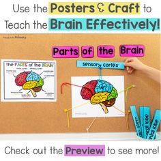 a bulletin board with parts of the brain on it and instructions to use posters & craft to teach the brain effectively