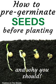 How to pre-germinate seeds Pre Sprouting Seeds, Soaking Seeds Before Planting, Gardening Knowledge, Germinate Seeds, Seed Companies, Seed Planting, Garden Prepping, Spring Crops, Growing Fruit Trees