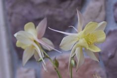 two yellow flowers in front of a rock wall