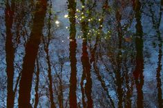 trees reflected in water with lights on them