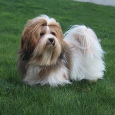 a brown and white dog laying in the grass