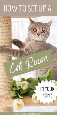 a cat playing with a scratching post and flowers on the ground, text reads how to set up a cat room in your home