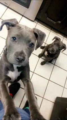 two dogs are sitting on the floor in front of a persons legs and one is looking up at the camera