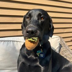 a black dog sitting on top of a couch holding a ball in its mouth and looking at the camera