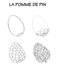 four different types of pineapples are shown in this drawing lesson for beginners