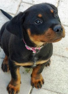 a small black and brown dog sitting on top of a sidewalk