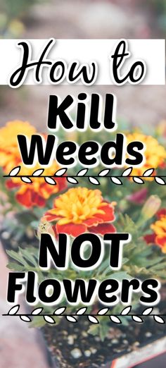 the words how to kill weeds not flowers are in front of an image of orange and yellow flowers