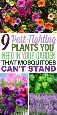 I am a big fan of mosquito and fly repelling plants because they offer a natural and non-toxic solution to keeping pesky insects away. These plants not only serve a functional purpose in repelling pests, but they also contribute to the overall aesthetic of my garden or outdoor space. Fly Repelling Plants, Mosquito Repellent Plants, Plants That Repel Flies, Insect Repellent Plants, Pest Repellent, Repellent Plants, Sustainable Landscaping, Mosquito Repelling Plants