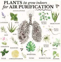 plants to grow indoors for air purification