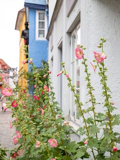 some pink flowers are growing in front of a white building with blue trim and windows