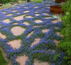 a stone walkway with blue flowers growing on the ground and trees in the back yard