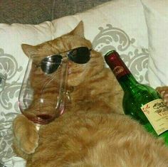 an orange tabby cat wearing sunglasses and drinking from a wine glass while laying on a bed